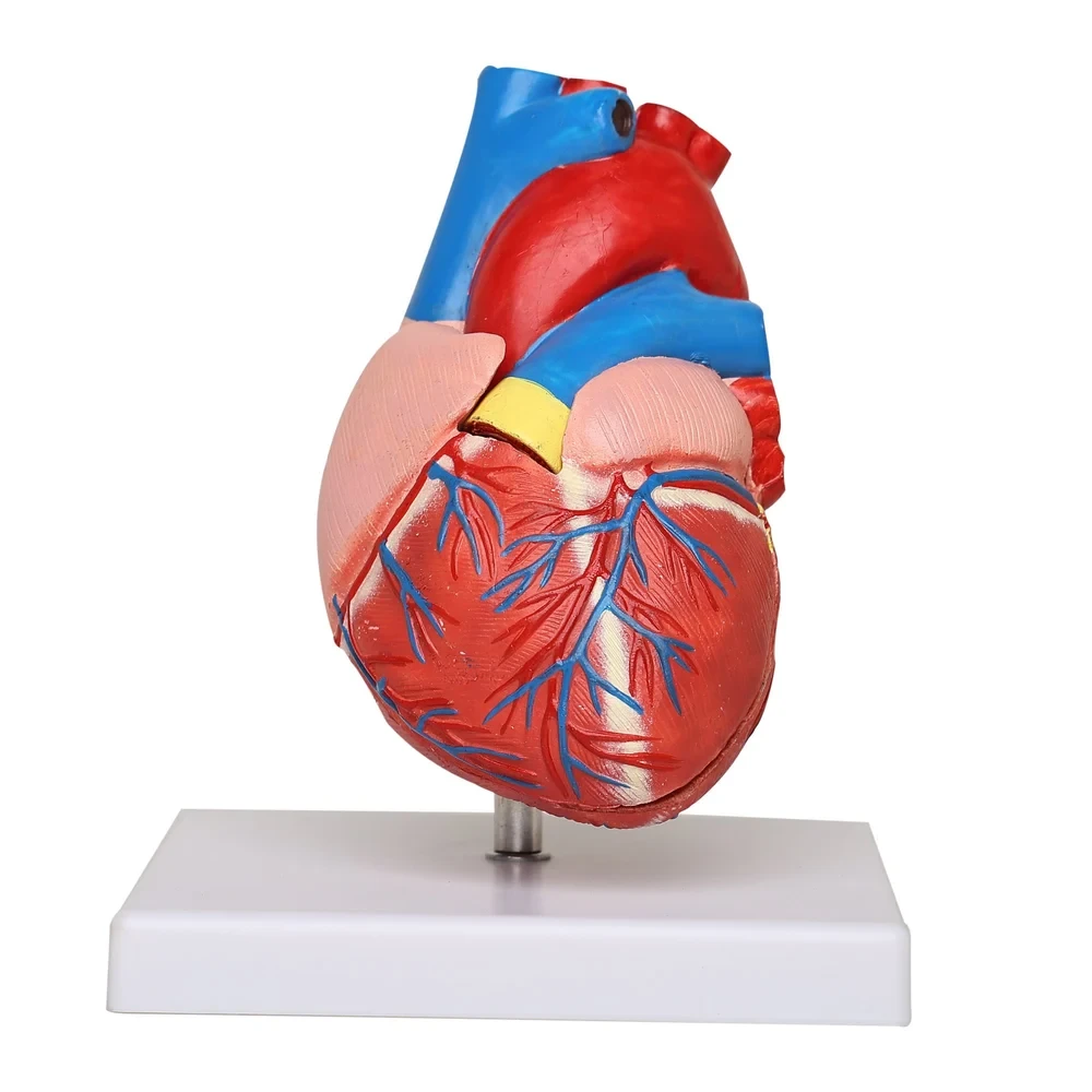 Human Heart 3d Model For Medical