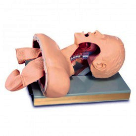 Airway Intubation Trainer Model