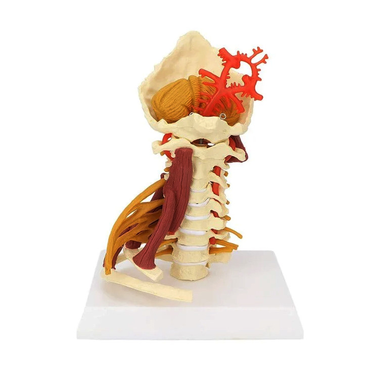 Cervical Spine With Muscles Deluxe