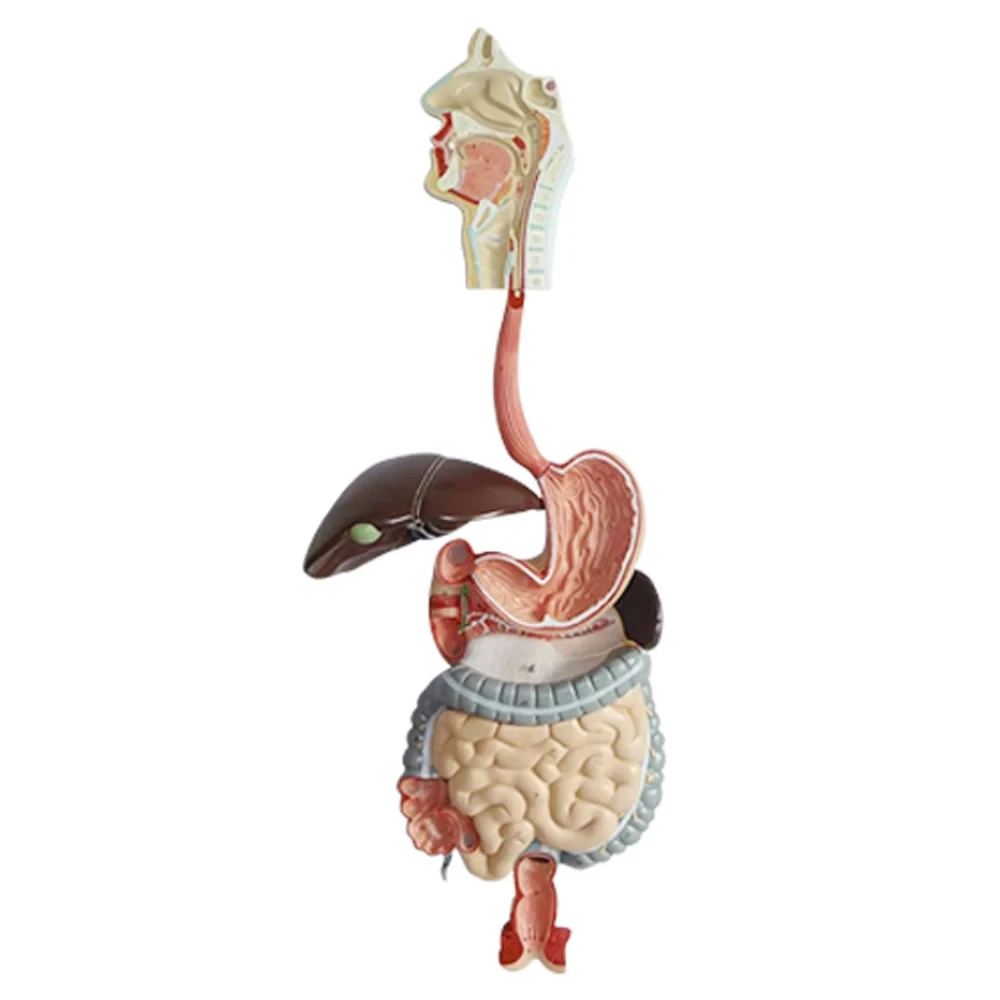PVC Natural Digestive System Model