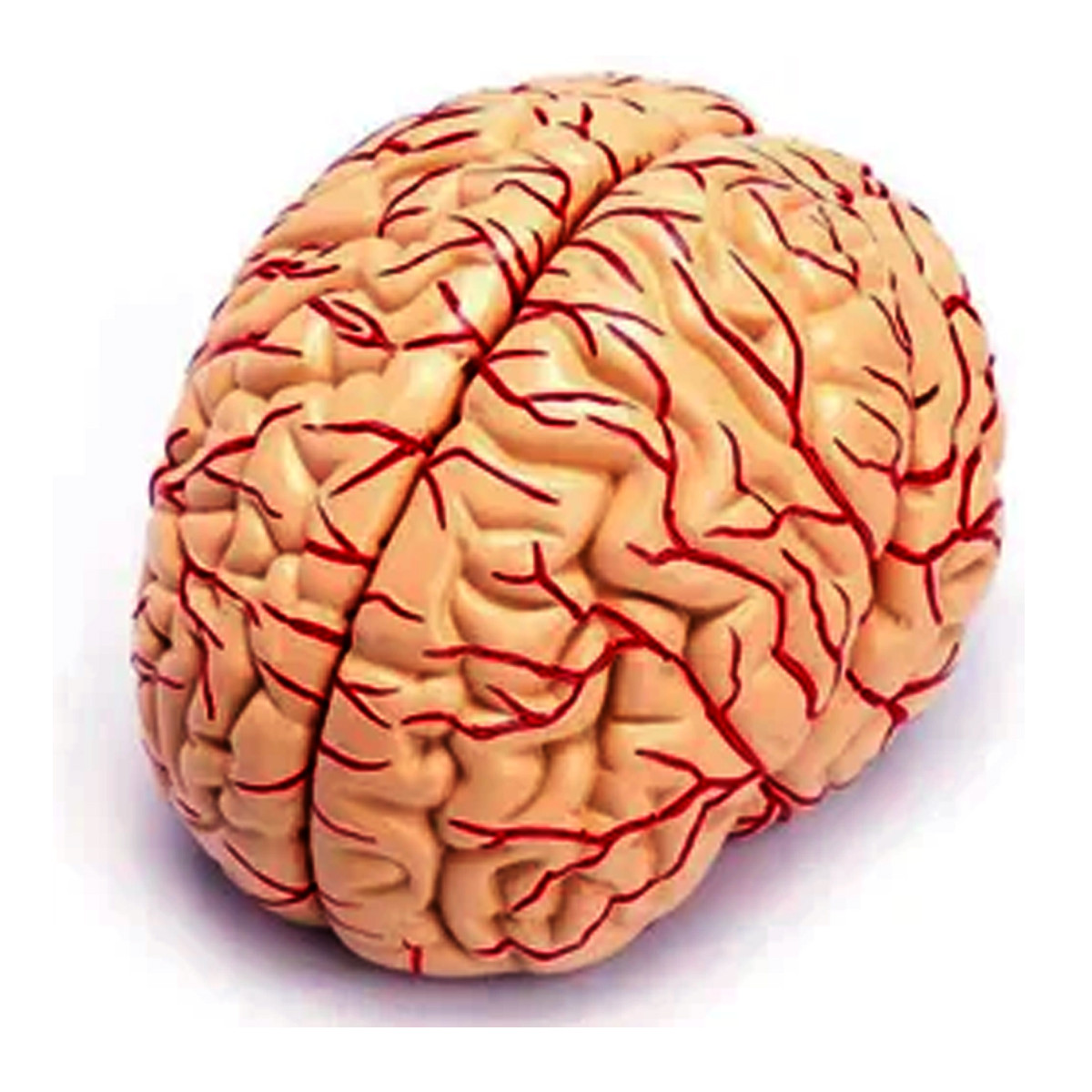 Brain Model 8 Parts Deluxe