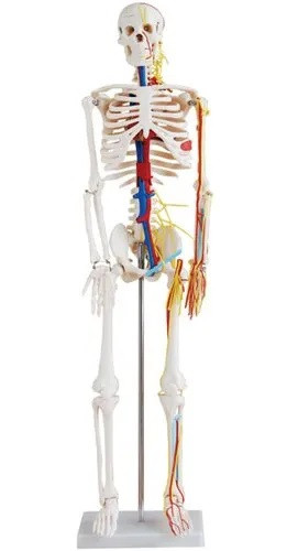 Skeleton With Nerves and Blood Vessels 85CM